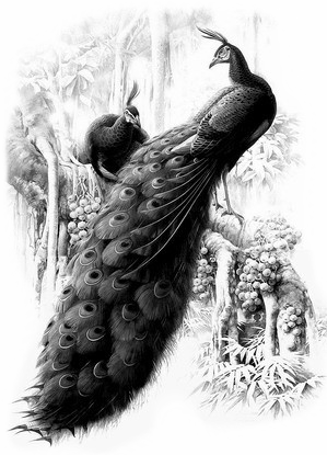 中国书法（四）墨韵 