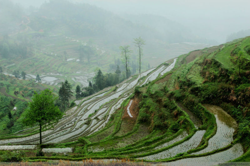 紫鹊界——冷风凄雨中的梯田 - 酉水人 - 酉水人