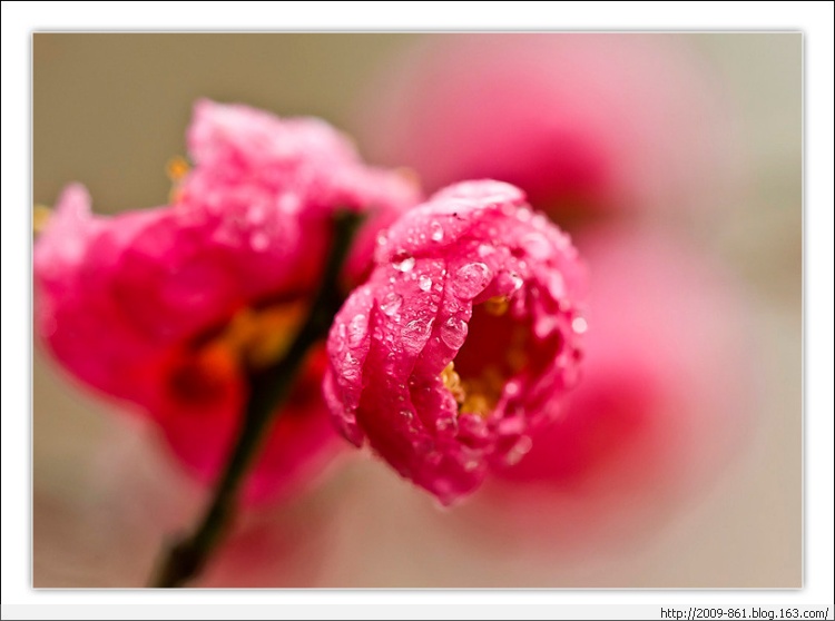 描写“梅”的诗句大全（唯美诗画） - 宝贝梦 - 享受人生