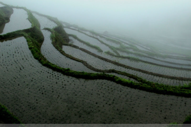 紫鹊界——冷风凄雨中的梯田 - 酉水人 - 酉水人
