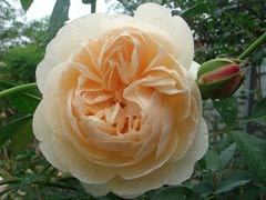 利奇菲尔德天使(Lichfield A