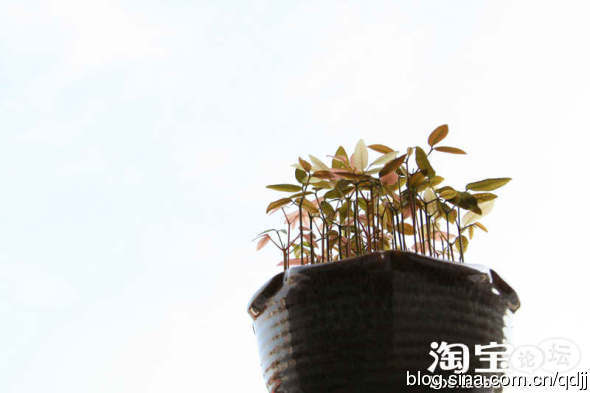 吃剩的桂圆核不要扔 花些心思变成小盆栽 - 雪松 - sywy676893 的博客