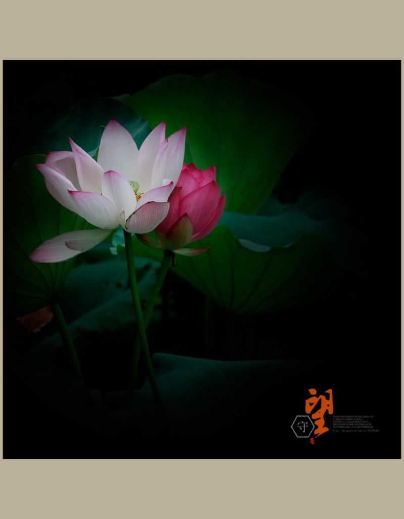 守望【2014荷之系列】