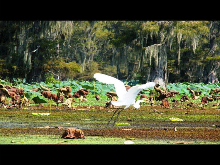 Rose【Caddo Lake】（4007） - Rose - Rose Yang的博客