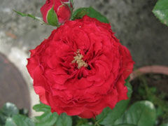 大地主(Franois Rabel