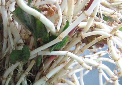 农村长大的，看看我们小时候吃的野果子