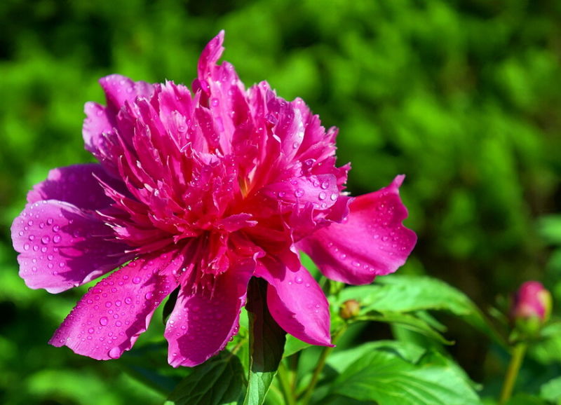 ╰※╮绚丽何尝逊花王◇缤纷芍药