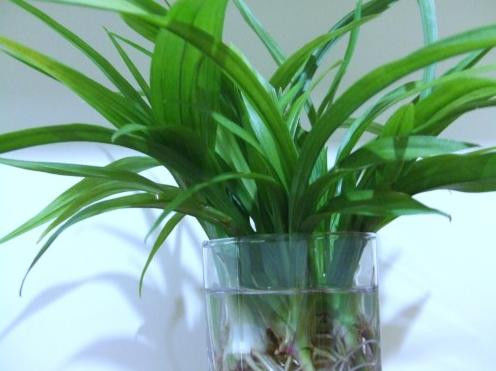 养花、养草、盆栽基础知识 - 美体、情感、博文精品 - 美体情感、心灵驿站