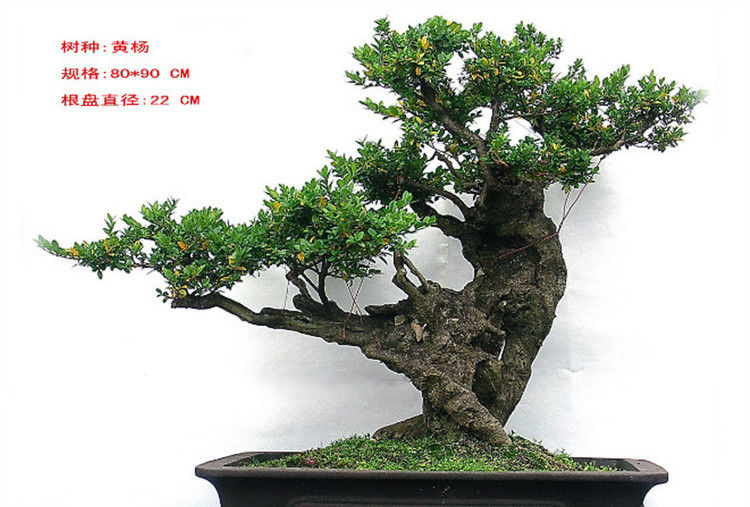 盆景—黄 - - .