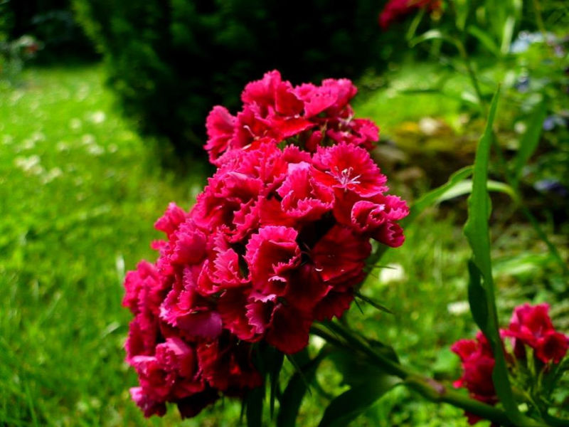 Rose【夏日花卉】