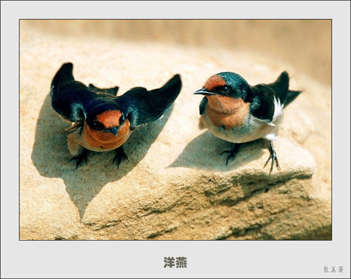 五十种漂亮的爱鸟！来认识一下吧！【美图共赏】 - 無為居士 - 聚美齋