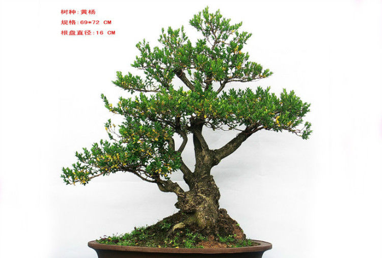 盆景—黄 -- .
