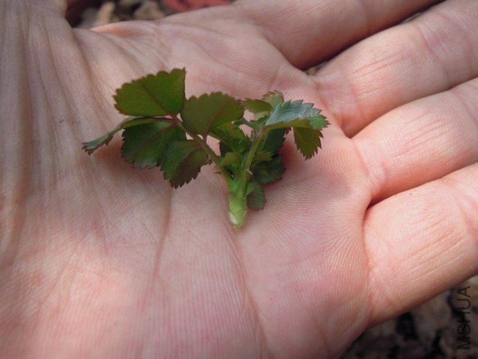 [转载]几种月季的繁殖方法