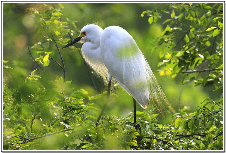 痴观白鹭弄清姿！【唯美组图】 - 無為居士 - 聚美齋