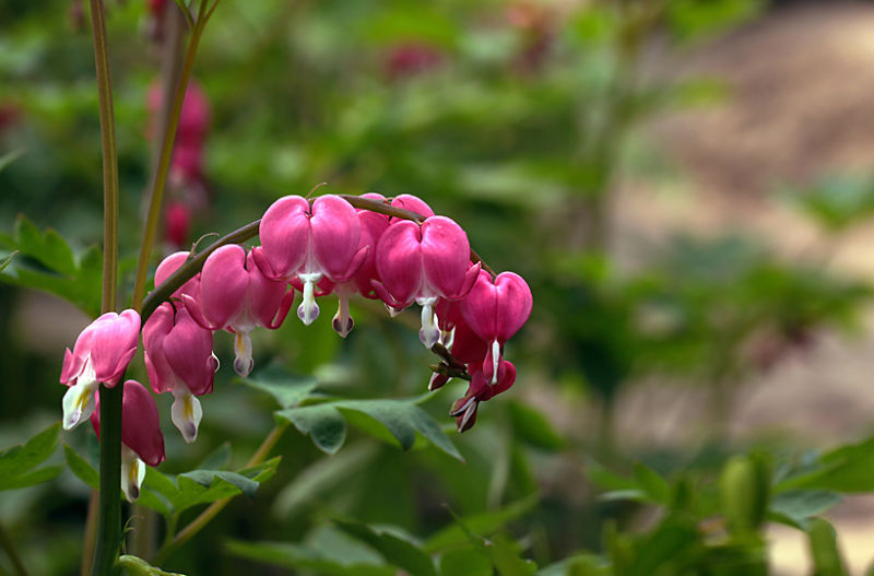 （原创摄影）荷包牡丹 - 竹影荷语 - 竹影荷语