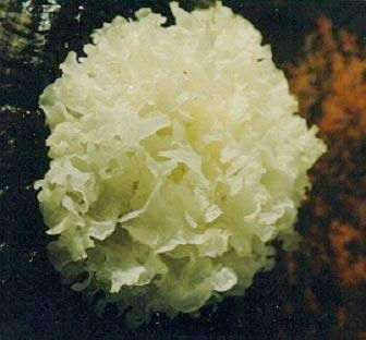 女人必看---教你怎样增加雌激素 - 缘水禅心 - 