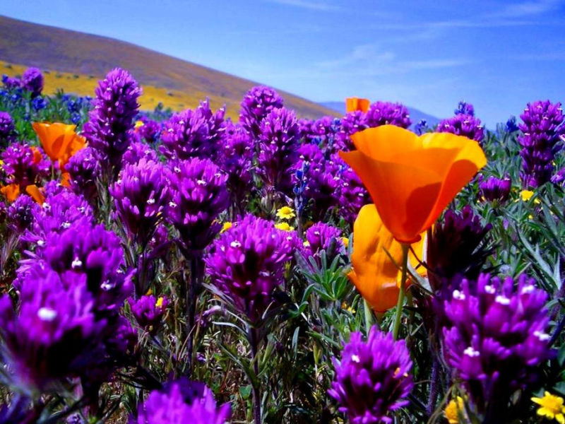 Rose【夏日花卉】（3490） - 