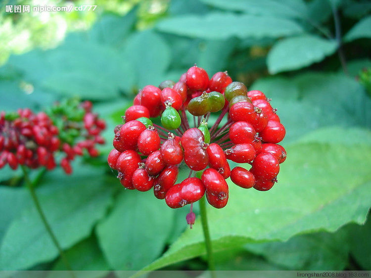 人参红参沙参党参西洋参高丽参特性—— - 一统江山 - 一统江山的博客