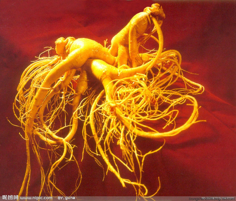 人参红参沙参党参西洋参高丽参特性—— - 一统江山 - 一统江山的博客