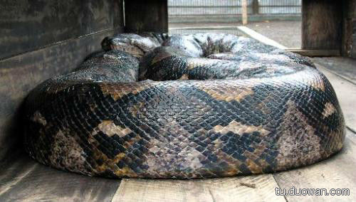 盘点中国神秘事件 至今为止仍然是未解之谜 (33)