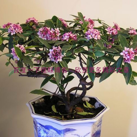 家庭养花奇招大全（绝对珍藏版） - 理睬 - .