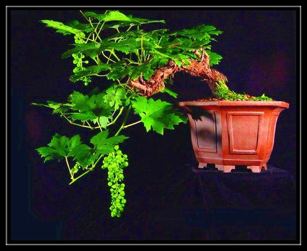 美妙绝伦的盆景 - 轻松愉快好心情 - nanwang2011530的博客