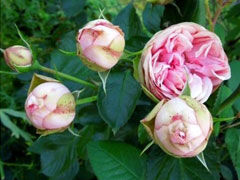 妩媚钢琴(charming piano)