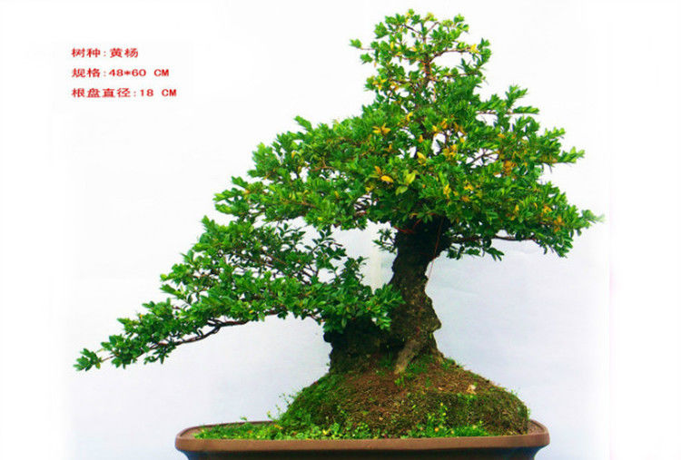 盆景—黄  - .