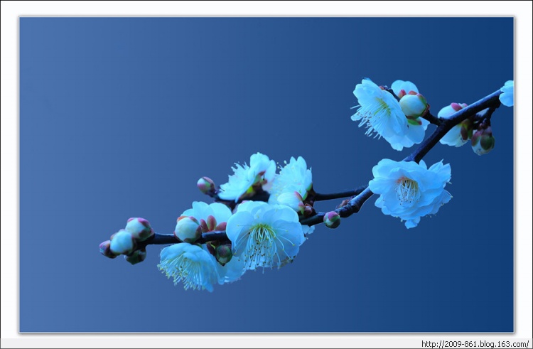 描写“梅”的诗句大全（唯美诗画） - 宝贝梦 - 享受人生