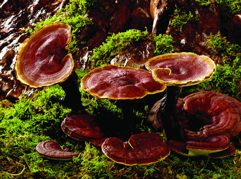  灵芝抗衰老的六大食补秘笈