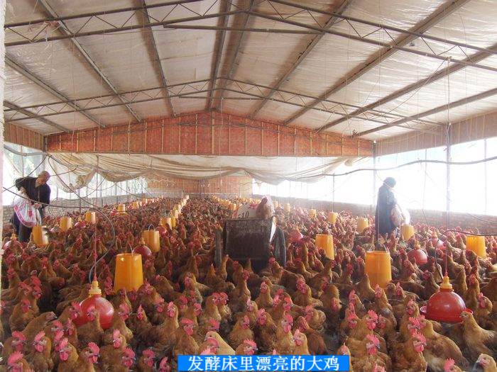 99全能饲料发酵剂 点击在新窗口打开