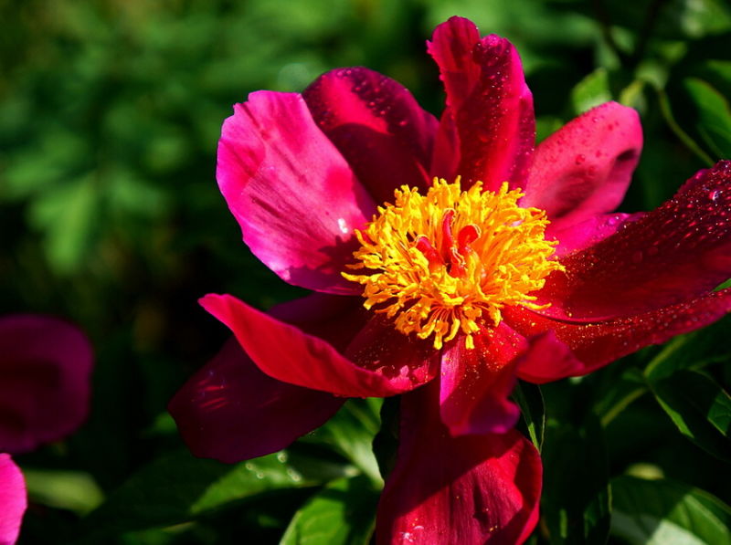 ╰※╮绚丽何尝逊花王◇缤纷芍药