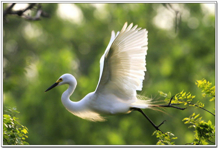 痴观白鹭弄清姿！【唯美组图】 - 無為居士 - 聚美齋