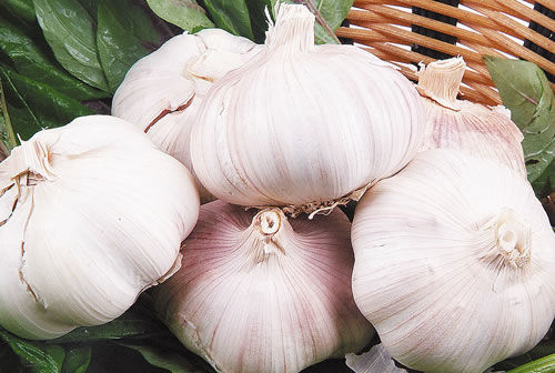 王鹤滨叫好的70秘方 - 天一 - 天人合一