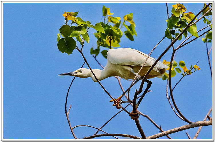 痴观白鹭弄清姿！【唯美组图】 - 無為居士 - 聚美齋