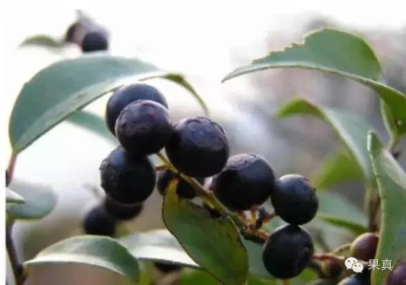 正宗的野果，很多城市人没吃过甚至没见过！