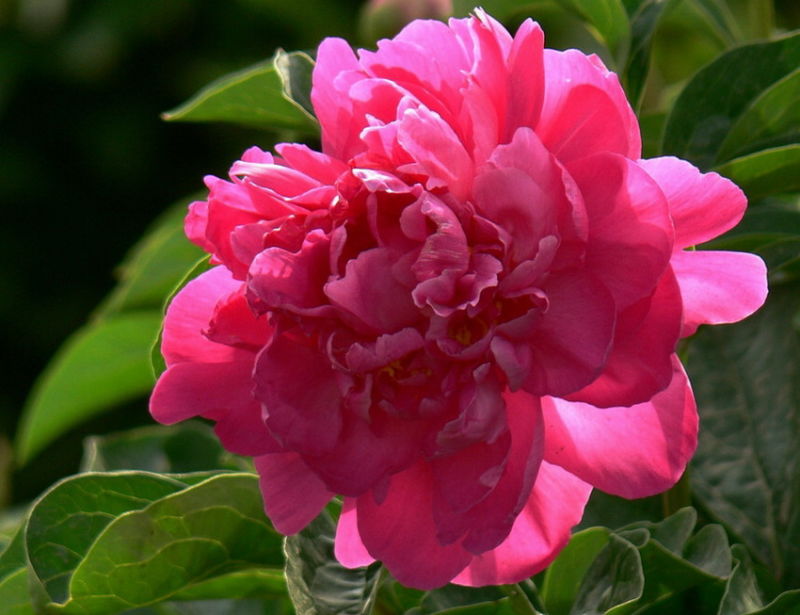 ╰※╮绚丽何尝逊花