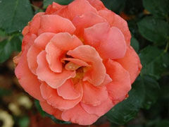 铜管乐队（Brass Band）