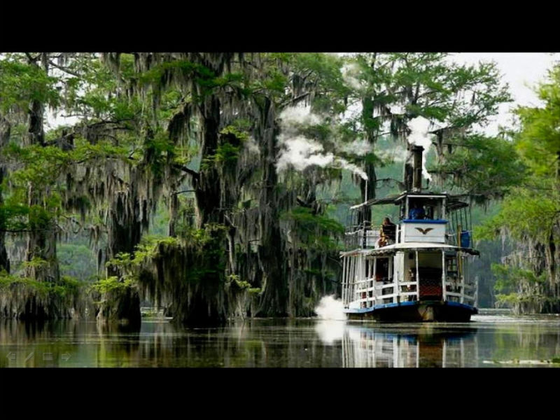 Rose【Caddo Lake】（4007） - Rose - Rose Yang的博客