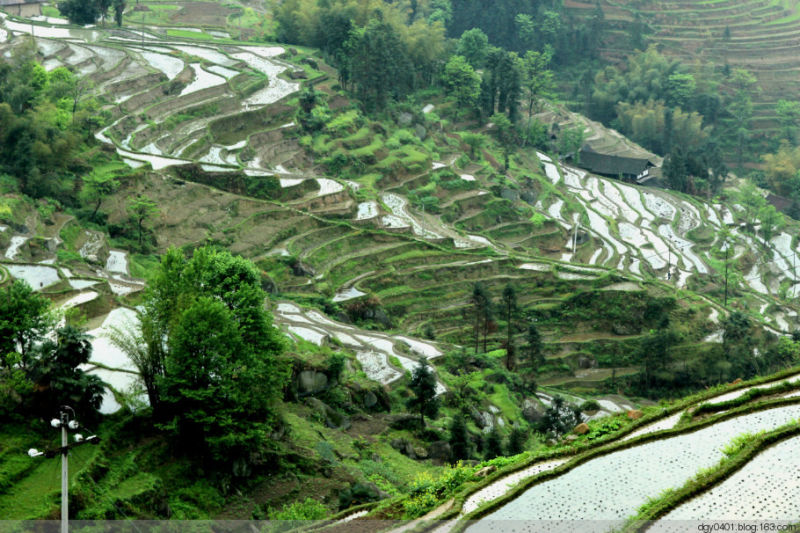 紫鹊界——冷风凄雨中的梯田 - 酉水人 - 酉水人