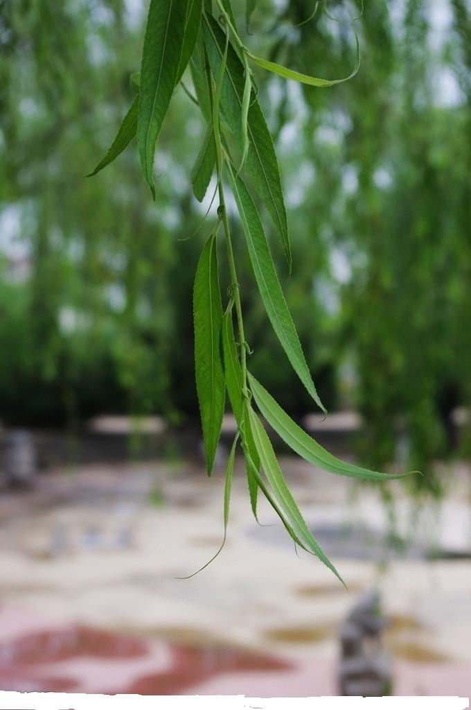 学会70个偏方不再请医生 - 梦回故乡 - 梦回故乡