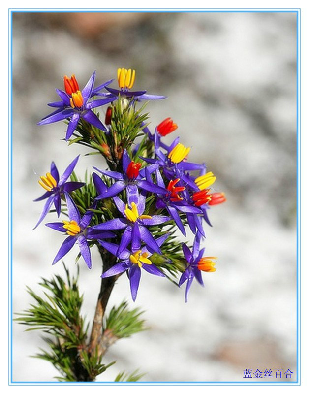 见识几种罕见的花卉