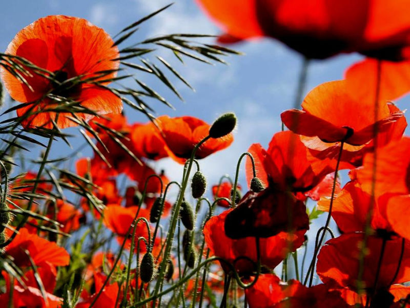 Rose【夏日花卉】