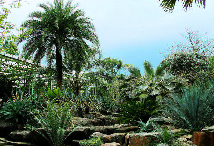 【引用】нуч花园轩弄。泰国 - 枫林傲然 -                  .