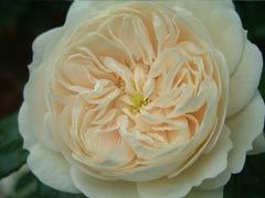 麦克米兰护士（Macmillan Nu