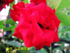 瓦尔特大叔(Uncle Walter)