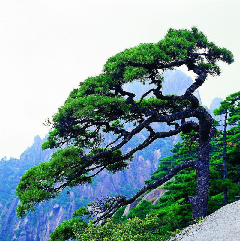 中国112座名山欣赏（一） - 空谷幽兰 - 空谷幽兰憩居