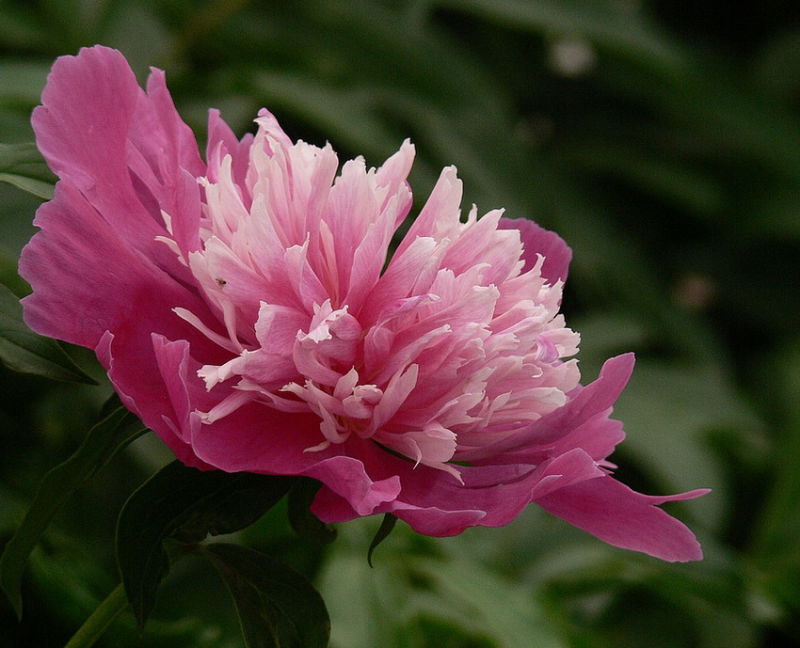 ╰※╮绚丽何尝逊花王◇缤纷芍药竞