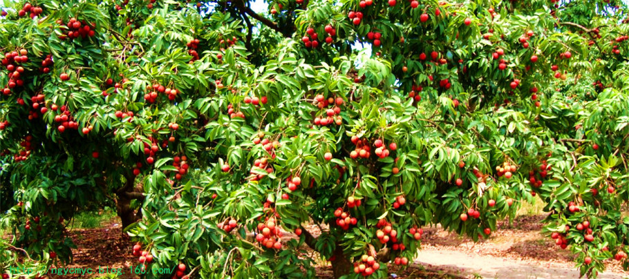 告别洗肾透析的秘方  传出去功德无量 - ngycmyc - ngycmyc的博客