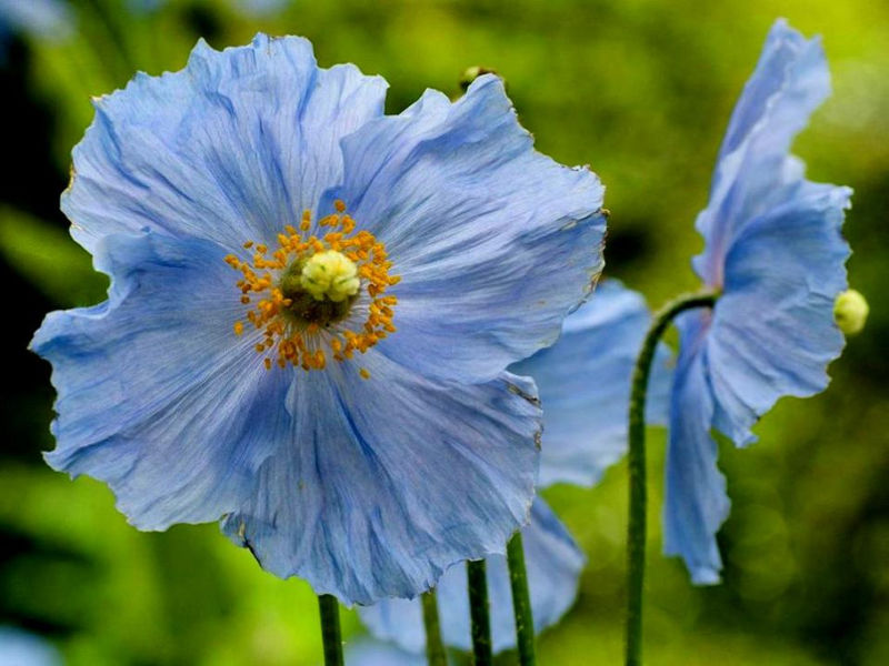 Rose【夏日花卉】（3490） - 